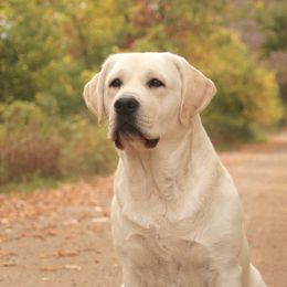 Mia - Labrador Retriever