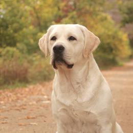 Mia - Labrador Retriever