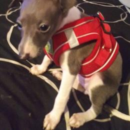 Italian Greyhound Puppies from F&M Italian Greyhounds