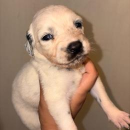 Vanity - White and black female Dalmatian puppy in Toledo, Ohio from Exquisite Dalmatians & Standard Poodles