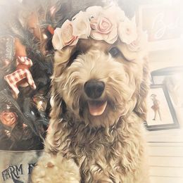 Dory - Goldendoodle