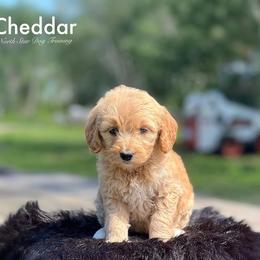 Cheddar - Goldendoodle puppy in Lancaster, Minnesota from North Star Dog Training