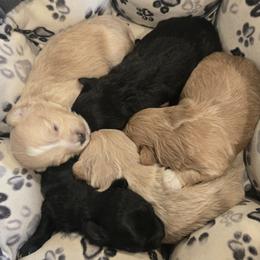 Maltipoo puppies from MountCarmelPuppies