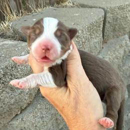 Boy 3 - Red tri-color male Miniature American Shepherd puppy in Centerville, Washington from Turnin Heads