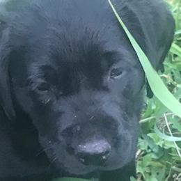 Labrador Retriever Puppies from Labrador Retriever Puppies
