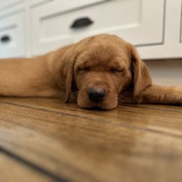 Dilute Retriever and Labrador Retriever Puppies from SmoKy Hills Labradors