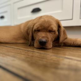 Dilute Retriever and Labrador Retriever Puppies from SmoKy Hills Labradors