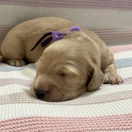 Serenity - Cream female Dachshund puppy in Murfreesboro, Tennessee from Kimbrie's Dream Cream Doxies