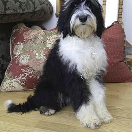 Sheepadoodle All Grown Up from My Sheepadoodle