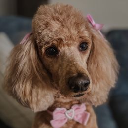Bijou - Poodle