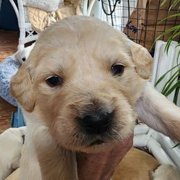 Mr. Light Green - Light golden male Golden Retriever puppy in Phoenix, Maryland from Tamarind Goldens
