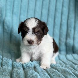 Augie - Parti male Miniature Schnauzer puppy in Sterling, Idaho from Sterling Schnauzer's