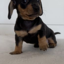 Minnie - Black and tan female Dachshund puppy in Callahan, Florida from Little Foot Kennels