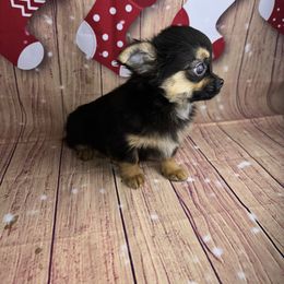 7338 black and tan boy. - Black and tan male Chihuahua puppy in Palmyra, Indiana from Country Star Chihuahuas