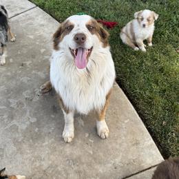 Miniature Australian Shepherd Puppies from SOCAL AUSSIES