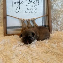 Elise - Liver female Shih Tzu puppy in Success, Missouri from Sweet Success