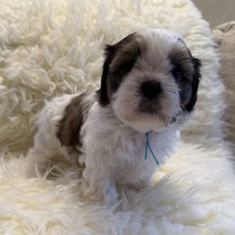 Lulu Belle - Gold and white female Shih Tzu puppy in Long Beach, California from Shih Zu’s of Long Beach