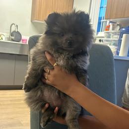 Choco - Brindle female Pomeranian puppy in Santa Ana, California from Legacy Pomeranian of Orange County