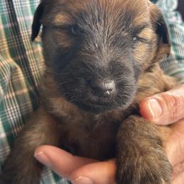 Wyatt (Blue collar) - Wheaten male Soft Coated Wheaten Terrier puppy in Cody, Wyoming from Yellowstone Breeders