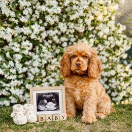 Georgia - Cockapoo