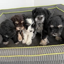 Miniature Schnauzer puppies from Marley’s Babies