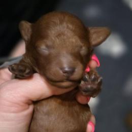 Grey Collar - Red  male Poodle puppy in Vernon, Texas from Sugarland's Texas Goldendoodles