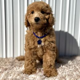 Goldendoodle and Poodle Puppies from Katy's Toy Poodles & Doodles
