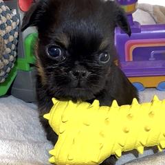 Waylon - Black and tan male Brussels Griffon puppy in Arizona from Melody Lane Brussels Griffons