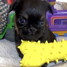Waylon - Black and tan male Brussels Griffon puppy in Arizona from Melody Lane Brussels Griffons