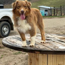 Bonnie - Australian Shepherd