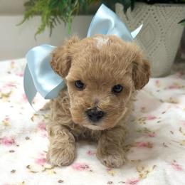 ROLLS ROYCE - Apricot male Maltipoo puppy in Spring, Texas from GlamPaw Maltipoos