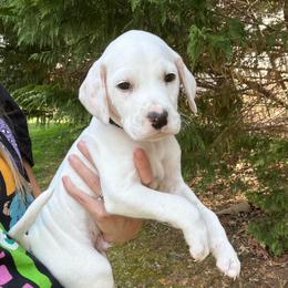 LUA Male 1 - White and lemon male Dalmatian puppy in Louisa, Virginia from Dalmatian Creation LLC