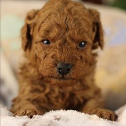 Rainbow - Red  male Poodle puppy in Pottersville, Missouri from Christina Miller's Poodles