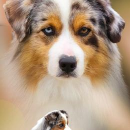RENI - Miniature American Shepherd