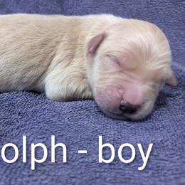Rudolph - Golden male Golden Retriever puppy in Pamplin, Virginia from Hope & Joy Acres