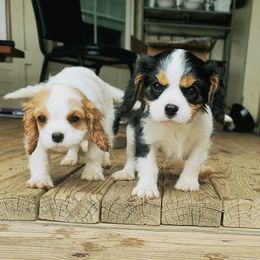 Cavalier King Charles Spaniels from Castle Grogan Cavaliers