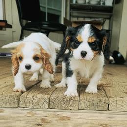 Cavalier King Charles Spaniels from Castle Grogan Cavaliers