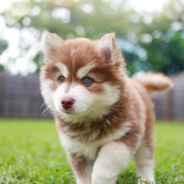 Pomsky puppies from Blissful Paws Pomskies