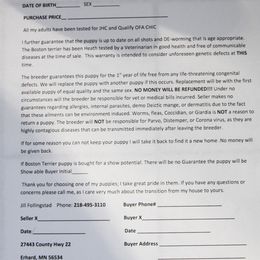 Boston Terrier Puppies from J-Orin