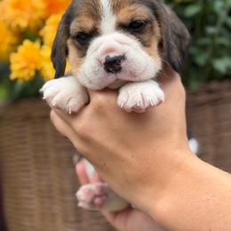 AKC Piglet - Black tan and white female Beagle puppy in Chillicothe, Missouri from Tymber Lake Beagles