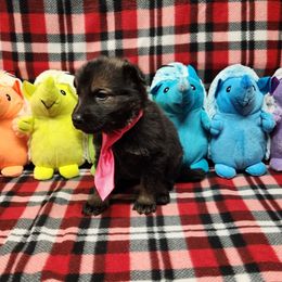 Hot pink collar - Sable female German Shepherd puppy in Ramsey, Illinois from Haus-Farr German Shepherds