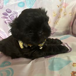 Blueberry - Black and white male Shih Tzu puppy in Bluffton, South Carolina from Cuddly Coastal Cuties