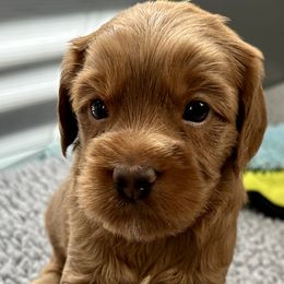Eclipse - Red Cockapoo puppy in Roseville, California from Darby Park Doodles