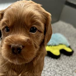 Eclipse - Red Cockapoo puppy in Roseville, California from Darby Park Doodles