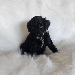 Miss pink - Black female Goldendoodle puppy in Cumming, Georgia from Chattahoochee Kennels