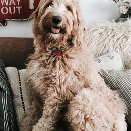 Aussiedoodles, Goldendoodles, and Saint Berdoodles from Pasatiempo Ranch