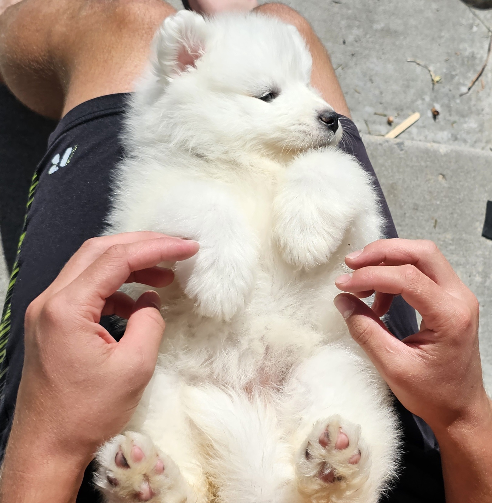 Samoyed Puppies from Rocky Mountain Samoyeds