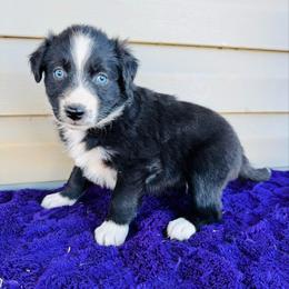 Midnight - Black & white female Australian Shepherd puppy in Charlotte, North Carolina from Awesome Aussies