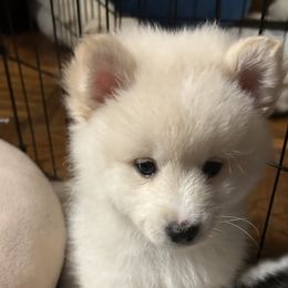 LunaPearl - White Pomsky puppy in Bronx, New York from DeLeon’s Wolfpack Pomsky’s