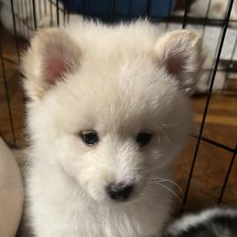 LunaPearl - White Pomsky puppy in Bronx, New York from DeLeon’s Wolfpack Pomsky’s